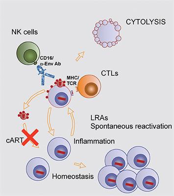 Antibodies and Antibody Derivatives: New Partners in HIV Eradication Strategies